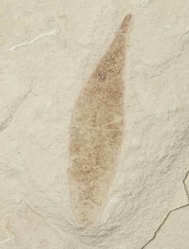 Fossil Legume Leaf - Green River Formation #16283